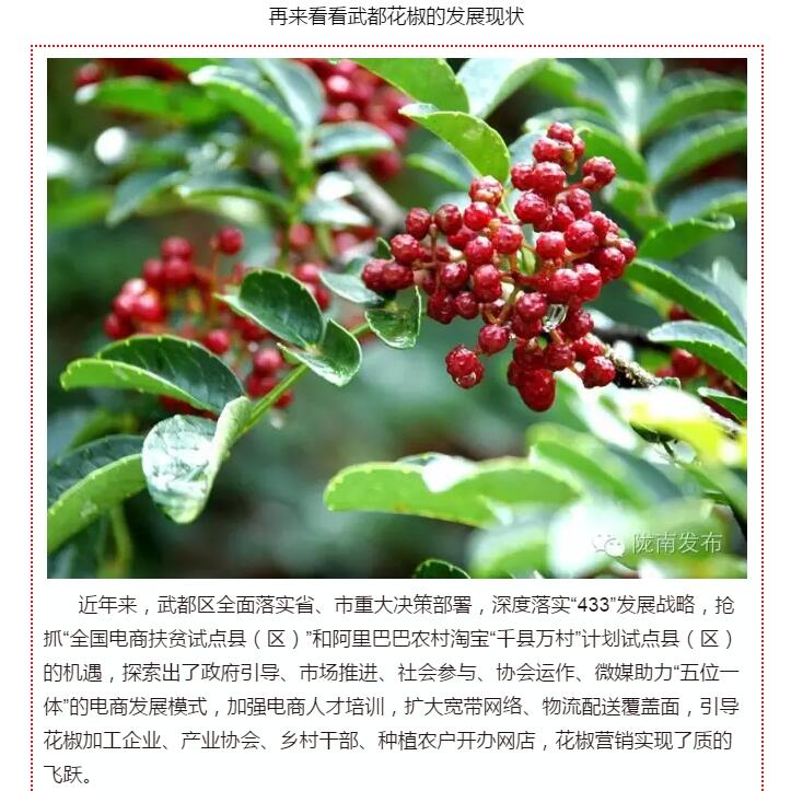 5.28億！一場盛會，武都花椒“火”了